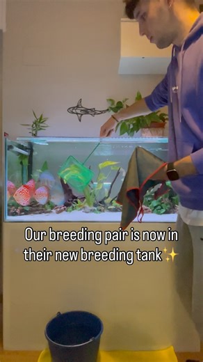 Peces Disco 7 on Instagram: "🎥 Momento clave en el acuario 🔥 Hoy saco a mi pareja de discos del acuario comunitario para llevarlos a su nueva urna de cría de @sera_es.pt_official 🐟✨ Comienza el reto: intentar su reproducción 🤞💙 Paciencia, cuidados y mucha ilusión… ¿Lograremos ver alevines de disco nadando pronto? 👀🐣 👉 Sígueme para no perderte todo el proceso paso a paso #discusfish #pezdisco #acuarios #acuariofilia #aquariumlife #aquariumhobby #fishkeeping #fishlover #aquascape #freshwat