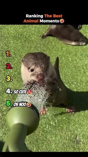 Ranking The Best Animal Moments🤣 #shorts #animalmoments #animal #animallovers