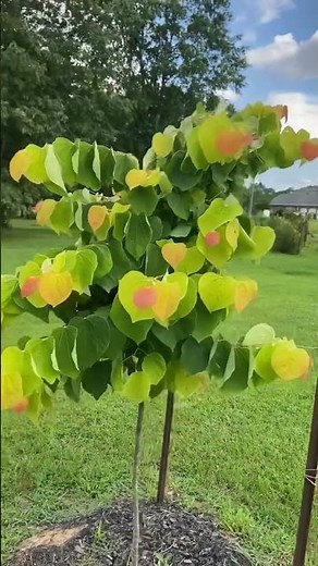 Rising Sun Redbud update