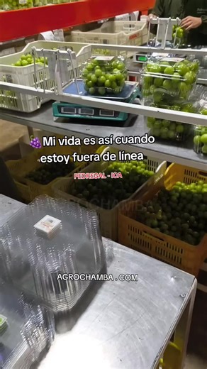 Así es la campaña de uva en Pedregal – Ica 🍇 Hay trabajos en campo para cosecha y otras labores y packing de uva #ica #uva #packing #cosecha #agrochamba