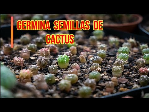 🌵COMO GERMINAR SEMILLAS DE CACTUS, SEMBRAR SEMILLAS DE CACTUS PASO A PASO