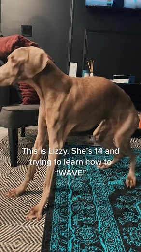 1.2K views · 12 reactions |  Lizzy! #weimaraner #dogtricks #weimaranersoftiktok #dogto #dogtrick | Claire Veitch | Facebook