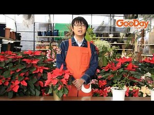 ポインセチアの育て方