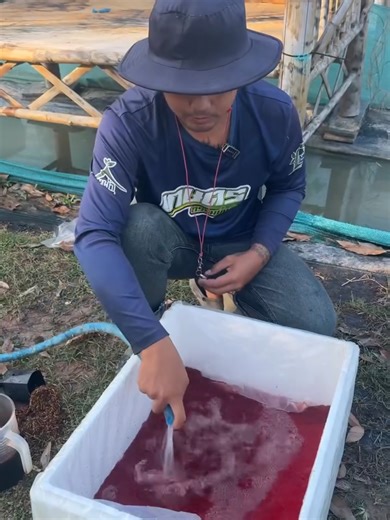 #วิธีปลูกสะระแหน่ในกล่องโฟม วิธีดูแล เติมน้ำ เติมปุ๋ย