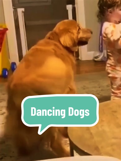Dancing Dogs: Hilarious Moments That Will Make You Smile
