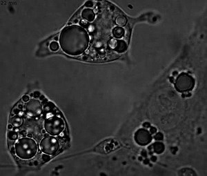File:Quantitative-Analysis-of-Lipid-Droplet-Fusion-Inefficient-Steady-State-Fusion-but-Rapid-Stimulation-pone.0015030.s006.ogv - Wikimedia Commons