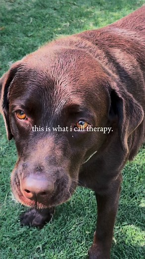 Certified therapist, payment accepted in treats only領凉 | Beasties Pets Pakistan | Facebook