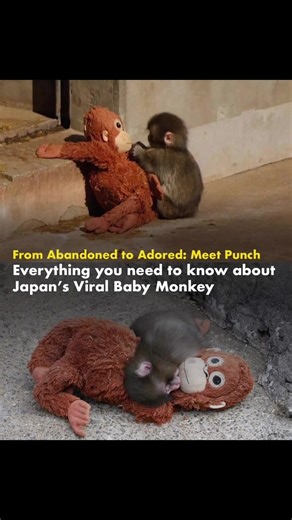 Baby Punch Receives a Heartwarming Hug from Adult Monkey