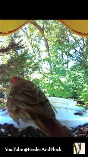 Male House Finch at the Feeder | Backyard Dinosaurs