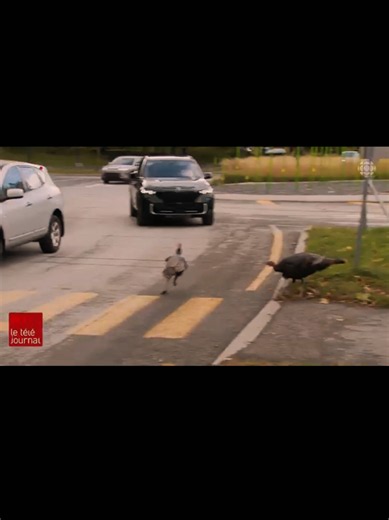 🦃 Les dindons sauvages envahissent les rues de Montréal ! 😳 De plus en plus présents dans les villes du Québec, ils s’installent durablement, et les habitants doivent apprendre à cohabiter avec eux. Ils sont là pour rester ! 👀 Vous en voyez aussi près de chez vous ? #Québec #Montréal #DindonsSauvages #Animaux #Canada