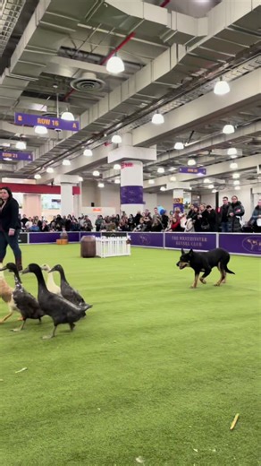 Showcasing Working Dogs at Westminster Kennel Club