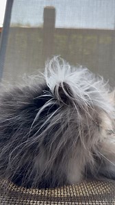 Toe cleaning is the most important part after playing in the garden. 👅 ********** Le nettoyage des orteils est la partie la plus importante après avoir joué dans le jardin. 👅 | Atchoum the cat