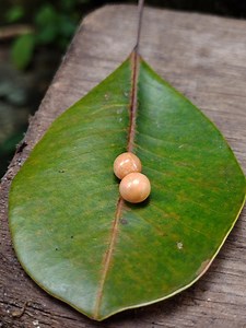Set 2 Stück natürliche Melo-Perlen Südsee Durchmesser 6,0 - 5,8 mm Gesamtgewicht 0,63 g - 3,15 Karat - Etsy.de