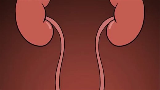 【Amoeba sisters】人体生理系统动画 (Updated 2024)