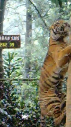 WILD ANIMAL SHOW AT SAFARI PARK FEATURES SUMATRAN TIGER CLIMBING TREE #WildAnimalShow #SafariPark