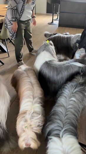 It’s a wrap! 9 beardies and a beardie in disguise 😇 Got some great pictures for the festive season 🥰 #beardedcollies #sheltie #pictureperfect #dogphotos | Roos Dijkxhoorn