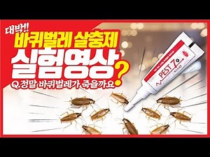 [실험영상] 바퀴벌레 겔은 어떻게 바퀴벌레를 퇴치할까?