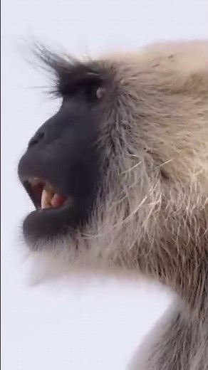 #Original Sound of Gray Langur