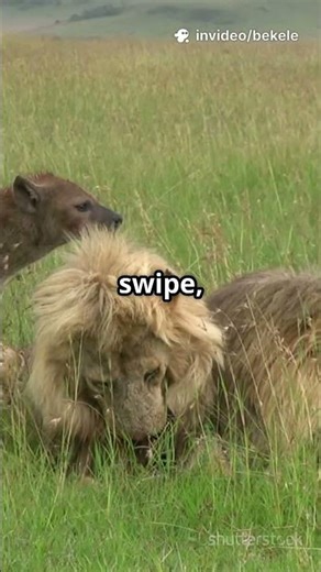 Lion vs Wild Boar: Who Wins? #survival #animals