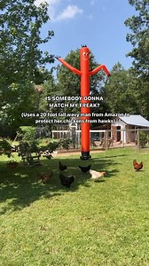 𝐆𝐢𝐧𝐚 𝐖𝐡𝐢𝐭𝐞𝐡𝐞𝐚𝐝 on Instagram: "I think they call him “wacky wavy inflatable tube guy” on Amazon but he is linked in my “wavy man” story highlight. 😉🐓 #backyardhens"