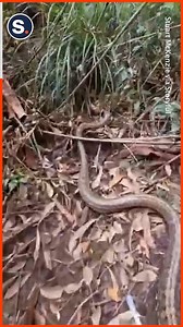 23K views · 217 reactions | That is one huge python! | storyful | Facebook