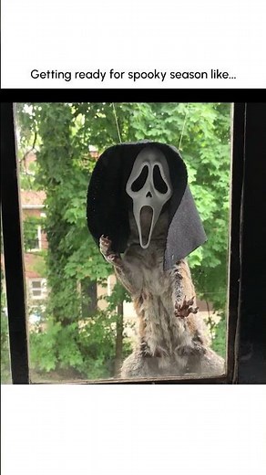Hilarious Squirrel Wears Scream Mask!
