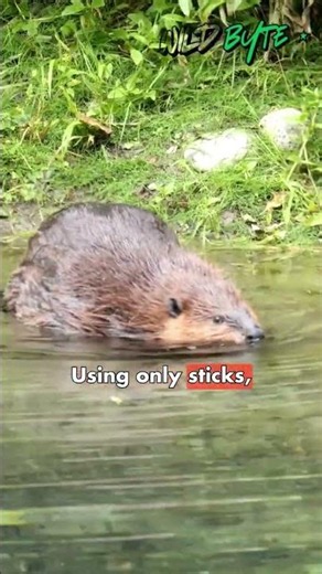 🦫 The Animal That Builds Dams Better Than Humans! 😱