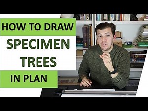 How To Draw Specimen Trees In Plan