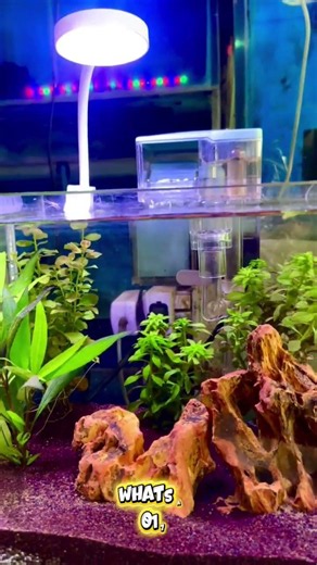 Here is a complete and ready Planted Nano Tank Setup for your favorite fighter fish 🌱🐠