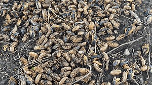 Yes, cicadas are still emerging in Illinois. Here's how long it could last