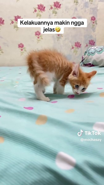 Kucing Lucu dan Gelagatnya yang Ngga Jelas