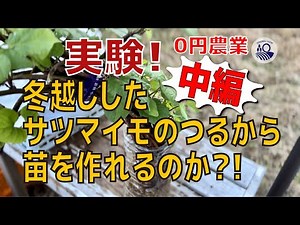 [#28] Can you grow seedlings from overwintered sweet potato vines? [Part 2]