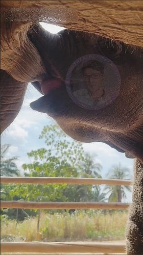 The mother elephant is feeding her baby with milk.