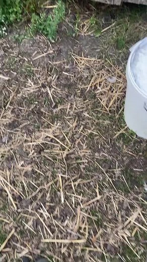 Funny Goose Hissing Moments