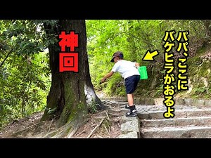 There are monster-sized stag beetles everywhere!