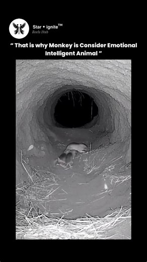 𝗦𝘁𝗮𝗿 • 𝗶𝗴𝗻𝗶𝘁𝗲™ on Instagram: "This mesmerizing visual isn’t just a dance routine — it’s a carefully engineered form of synchronized visual art where movement, geometry, and coordination blend to create a single living structure. What you’re seeing is a group of performers using identical blue props, likely umbrellas or hand fans, arranged in precise layers to form patterns that appear almost computer-generated when viewed from the front. This technique, often used in large-scale stage 