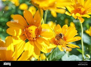 Bee fly near flower. Allergy insect macro video. Green grass. Bumblebee garden action. Beautiful blossom and organic fur flight. Ecology life concept. Honeybee worker eating Stock Photo - Alamy