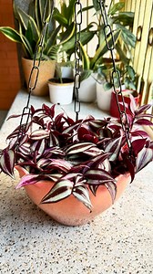 How To Make Wandering Jew Hanging Bushy . . . Wandering Jew Busy Look from Creeper Cuttings . #wanderingjew #wanderingjewplant #wanderingjewhanging #hanging #planthanging #plants #plantreels #plantreel #indoorplants #gardening #homehardening #cuttings #plantcuttings #creepers | Planting & Decoration