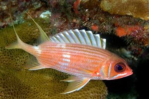 Squirrelfish care guide: tank size, feeding & compatibility