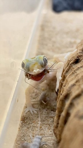 42K views · 1.2K reactions | Checkout these juvenile elegant geckos...