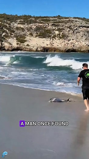 The wonderful relationship between dolphins and humans #animals #Foryou #rescue #Love #tiktok | Animal Types02