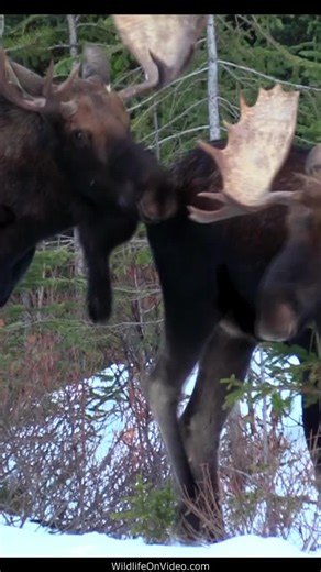 Moose vs Elk Fight: Shedding Velvet Antlers in the Wild