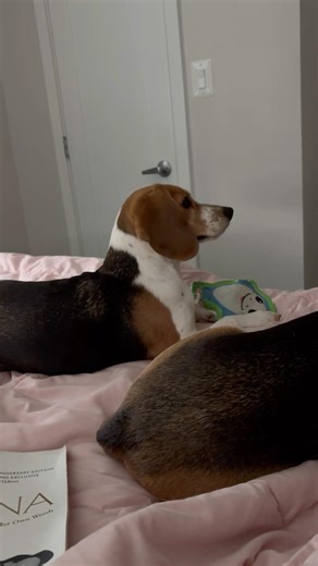 Beagle is not a fan of the sound machine #shorts #dog #cute