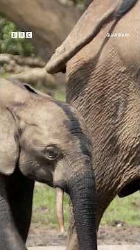 From poacher to protector – risking it all to save Africa’s elephants 🐘🌿 #Guardians #Shorts