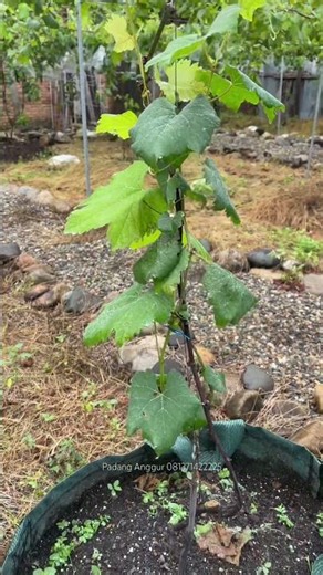 Tanam Anggur dalam Planterbag