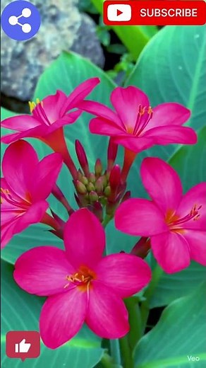 #champa#plumeria#plumeriaflower#plumeriaplant blooming@naturalenvironment331