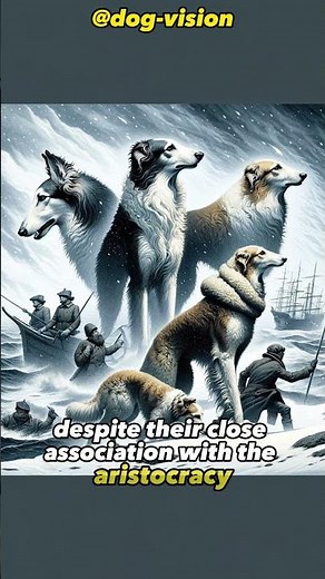 The Noble Hunters Russian Borzoi From Tsars Companions to Wolf Hunting Legends #short