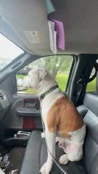 #youtubeshorts #fypシ゚viral too many deer 🦌