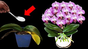 18K views · 111 reactions | Orchid Garden Makeover Unveiling the Game-Changing Tool | Diy Garden World | Facebook