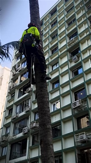 Amenity Tree Care Association on Instagram: "🌴 When a tree becomes a risk, science—not shortcuts—decides the solution. At Bakhtawar Society, Malabar Hill, this mature coconut palm had suffered severe Rhinoceros Beetle infestation. A completely dried canopy with no fresh regrowth was a clear biological red flag 🚨. Before failure could put lives or property at risk, the tree was professionally assessed and safely removed using international arboriculture practices, advanced equipment, and precis